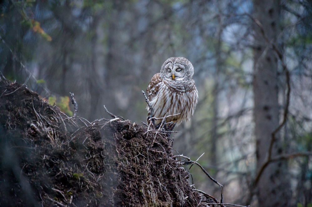 banff_national_park_barred_owl